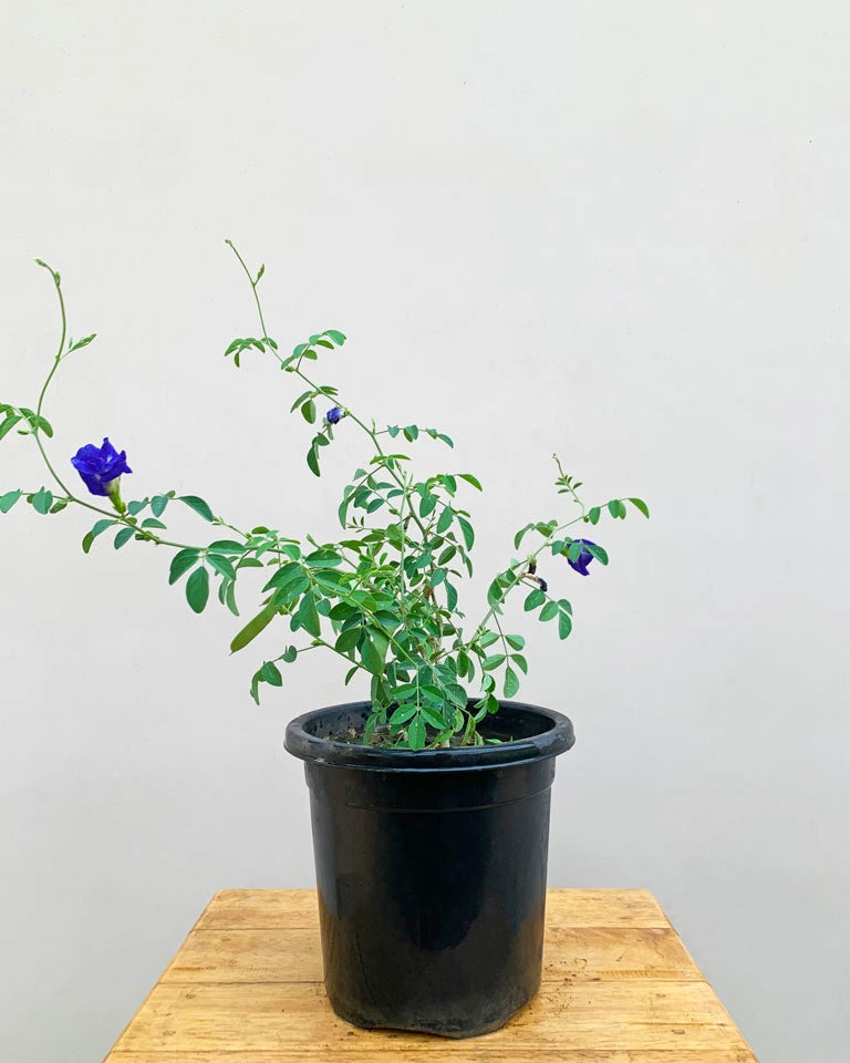 Clitoria Ternatea Aparajita Double plant, Outdoor plants online India 