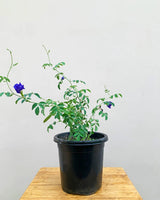 Clitoria Ternatea Aparajita Double plant, Outdoor plants online India 