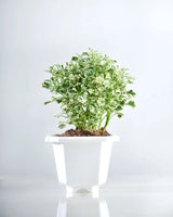 Aralia Variegated plant, Unlimited Greens