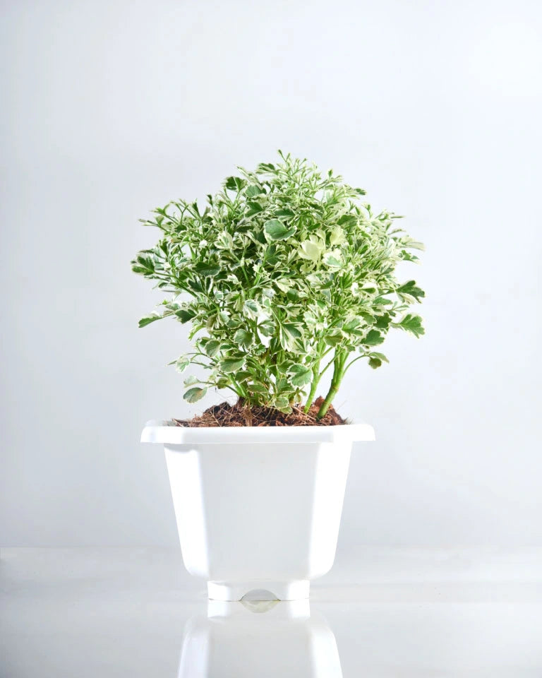 Aralia Variegated plant, Unlimited Greens