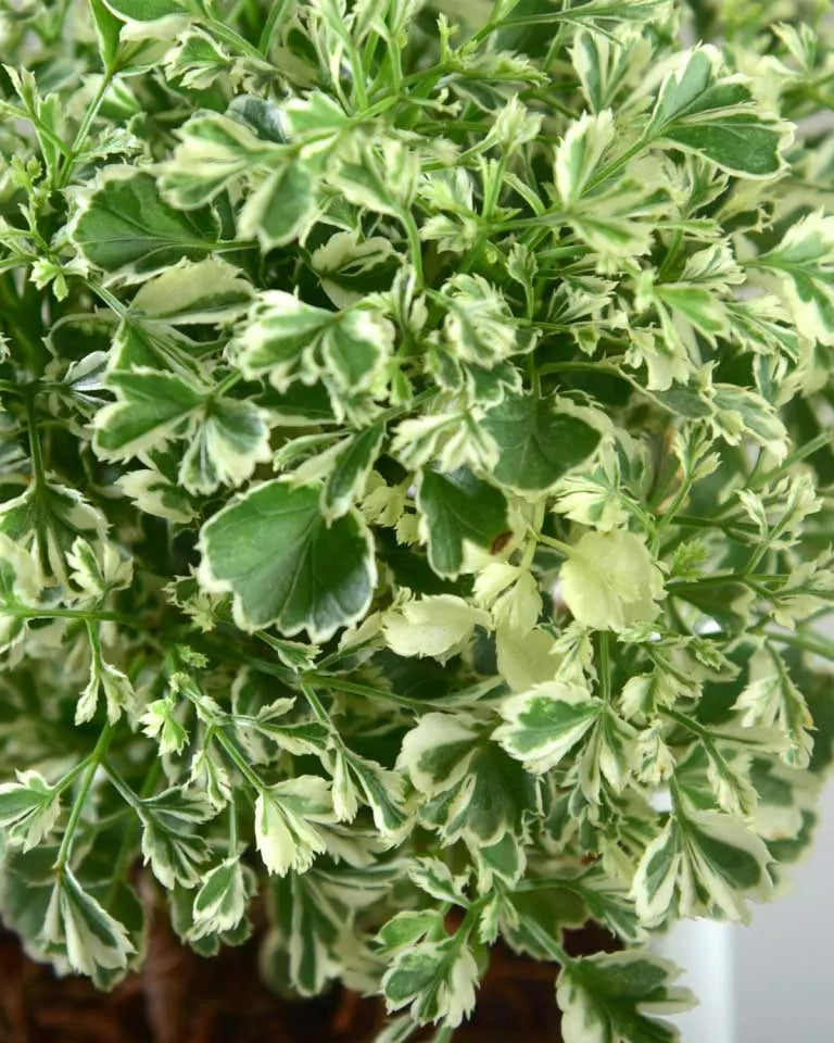 Aralia Variegated Plant