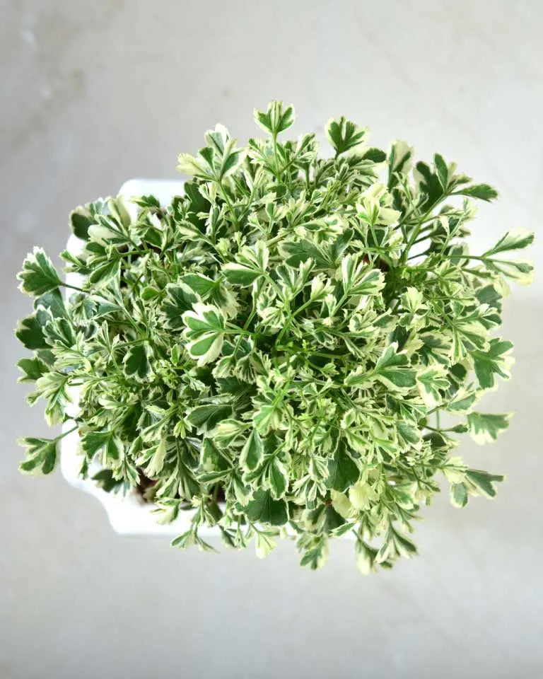Variegated Aralia plant online, Unlimited Greens