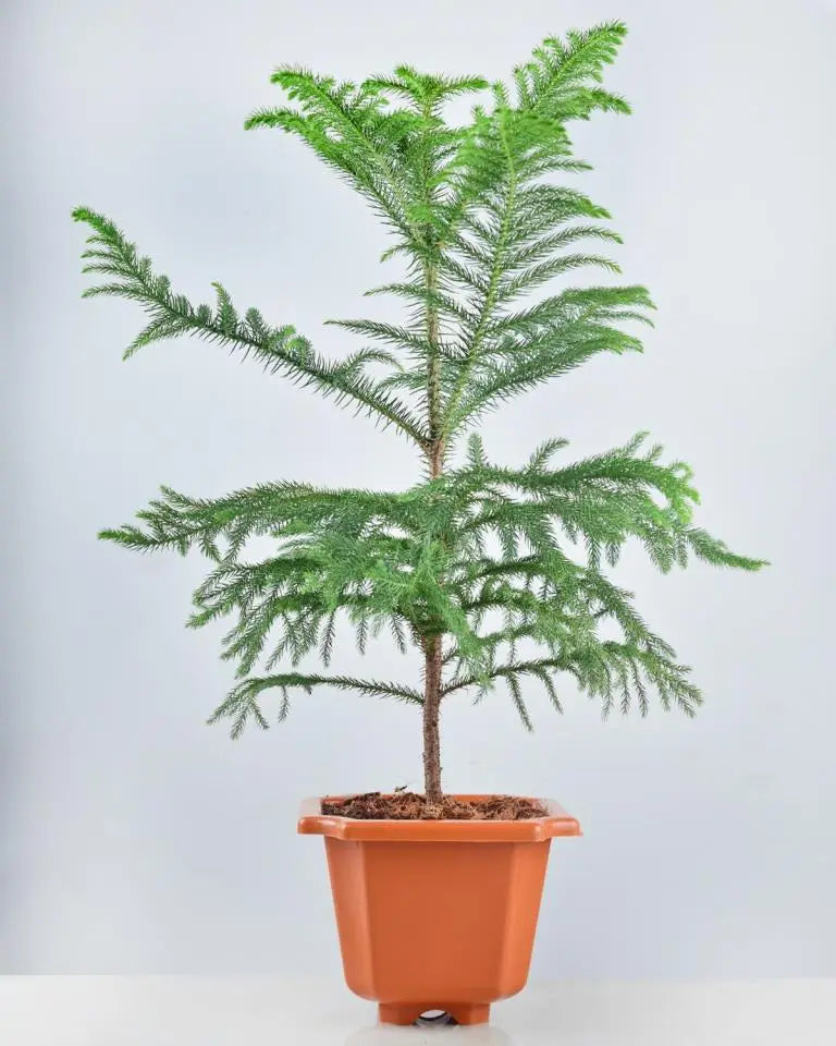 Araucaria Plant online - Unlimited Greens. Buy Christmas Tree online