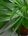 Areca palm Unlimited Greens