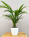 Areca Palm plants online , Areca Palm Unlimited Greens