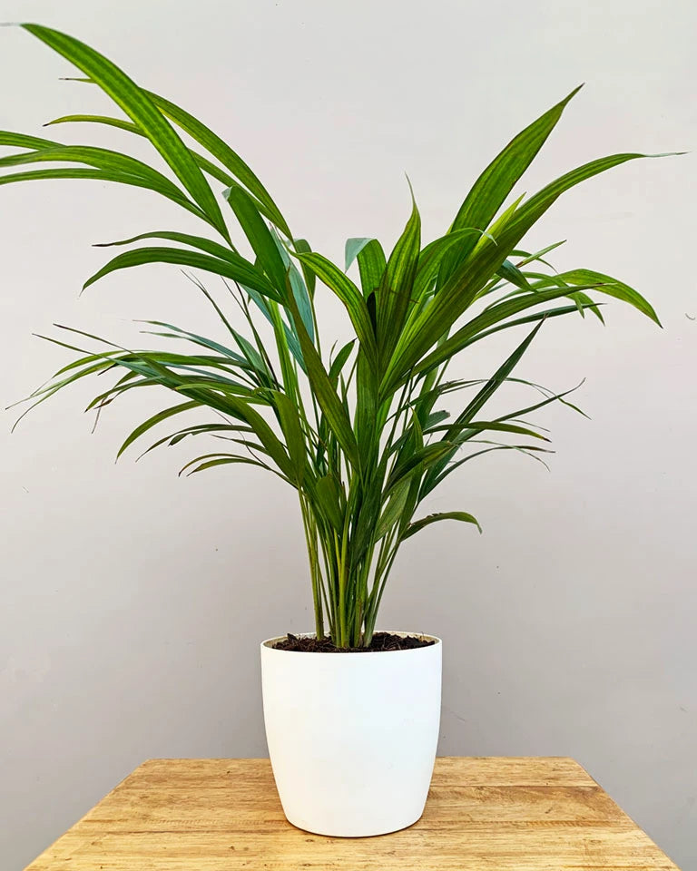 Areca Palm plants online , Areca Palm Unlimited Greens