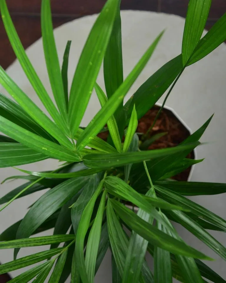 Areca Palm plant Unlimited Greens