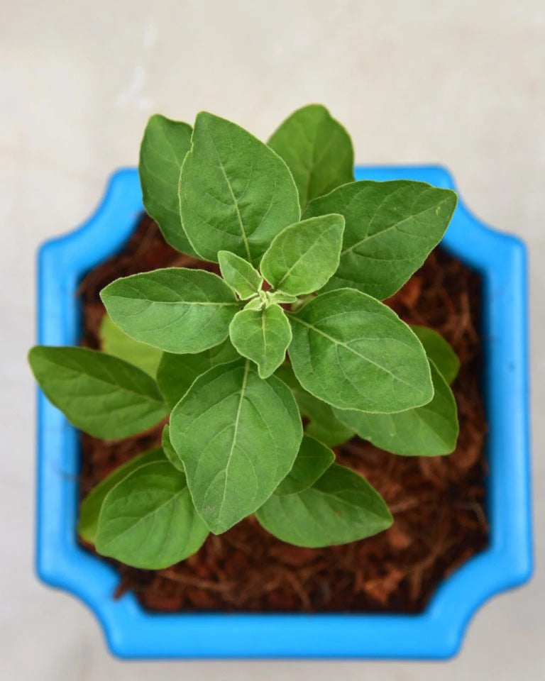 Ashwagandha Herbal Plant