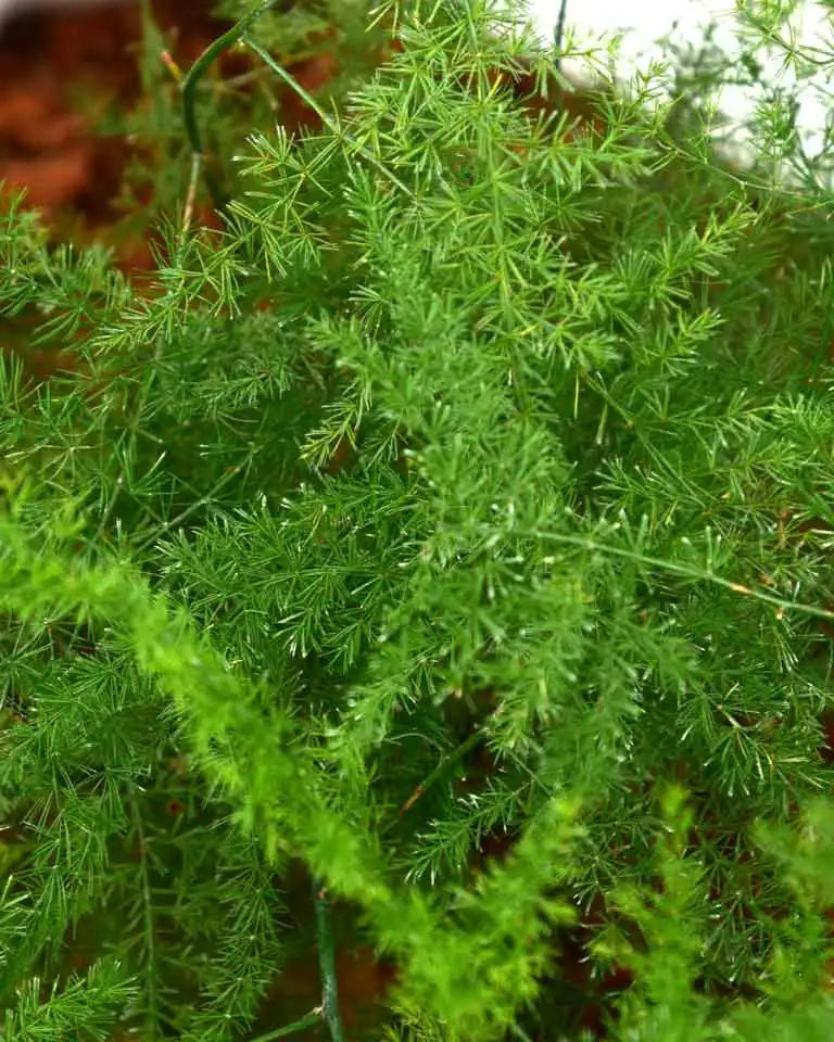 Asparagus Densiflorus Plant