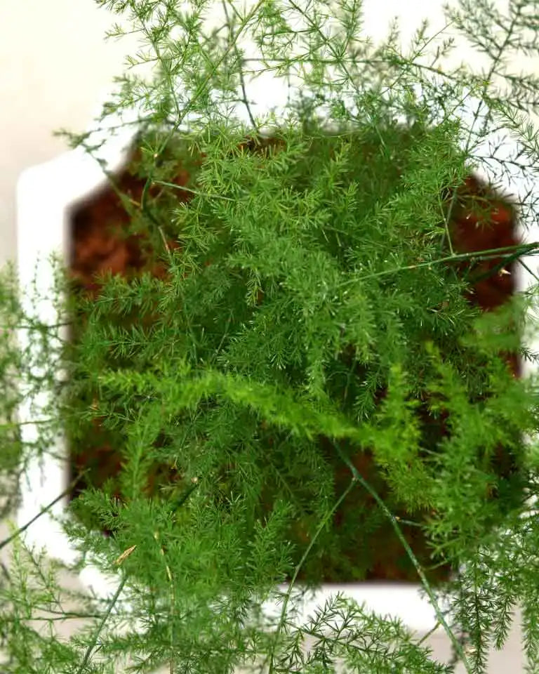 Asparagus Densiflorus India - Unlimited Greens