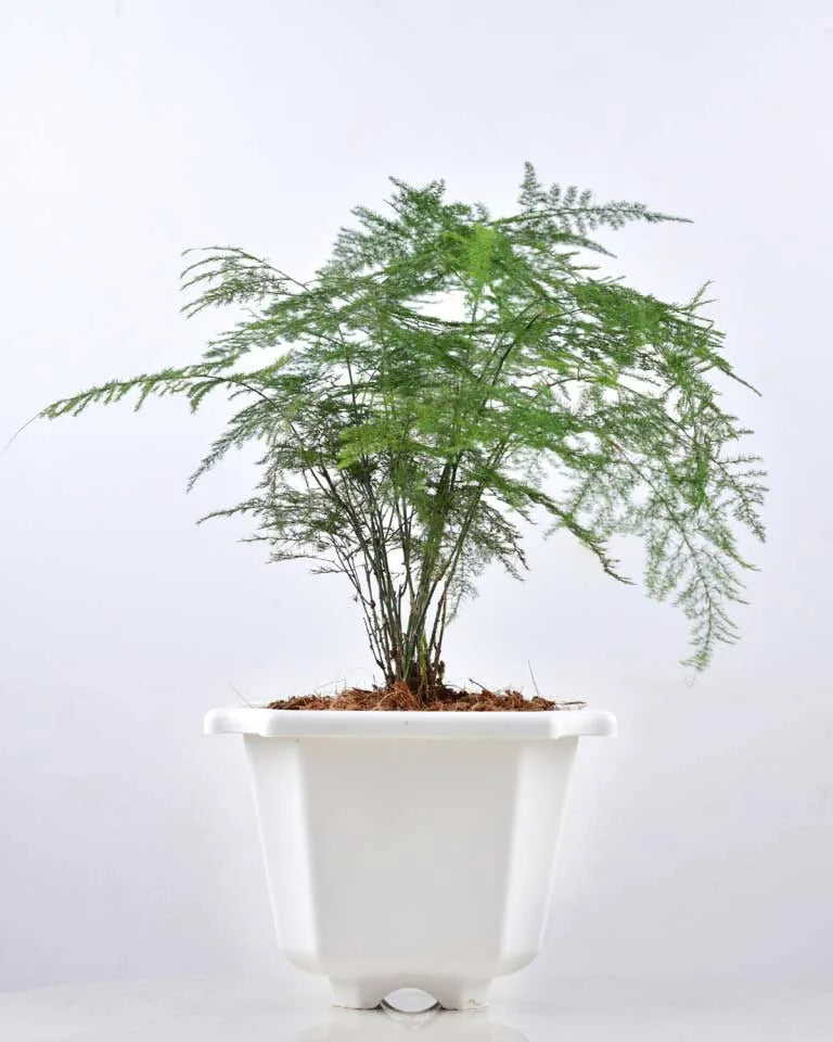 Asparagus Densiflorus Plant Online - Unlimited Greens