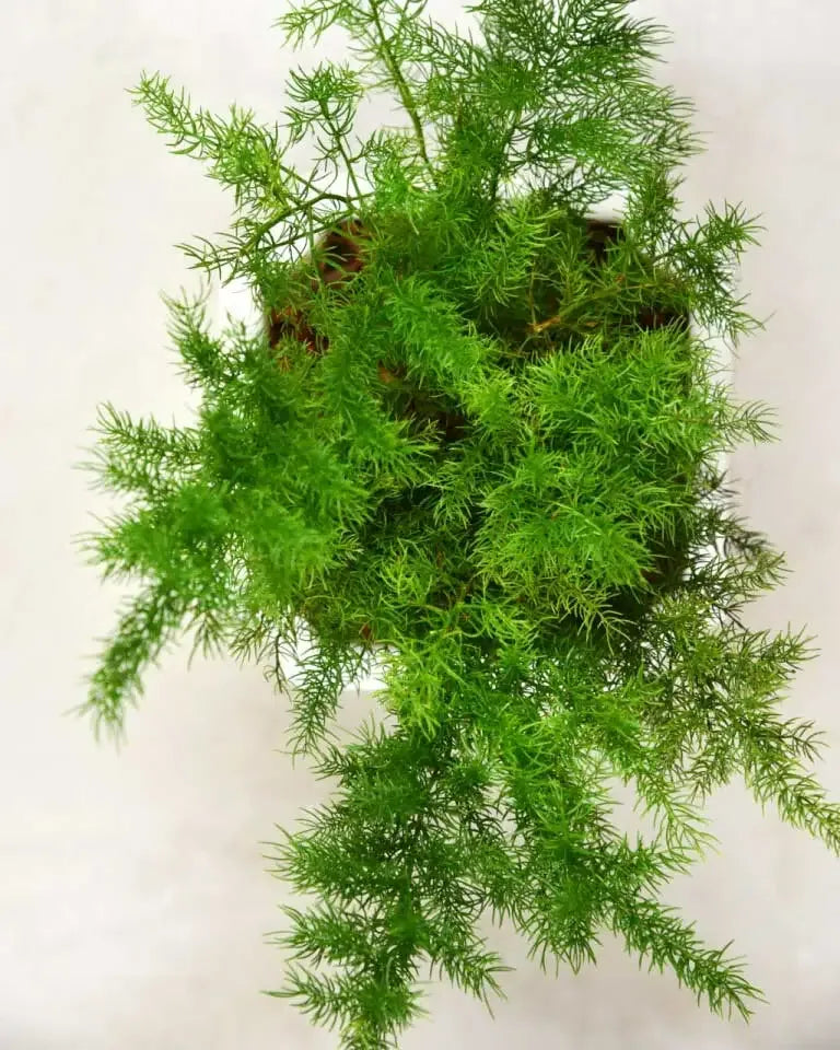 Asparagus Dwarf Plant