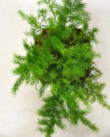 Asparagus Dwarf buy online, Unlimited Greens