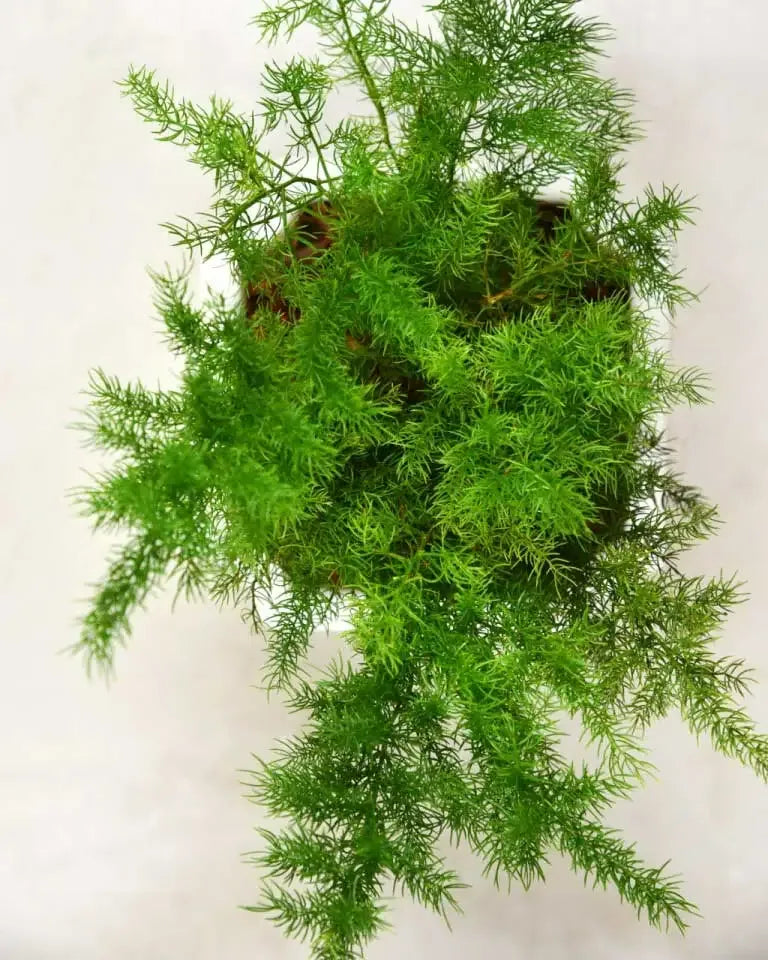 Asparagus Dwarf buy online, Unlimited Greens
