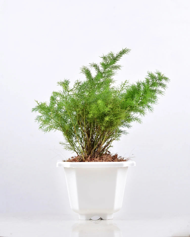 Asparagus Dwarf Plant Online - Unlimited Greens