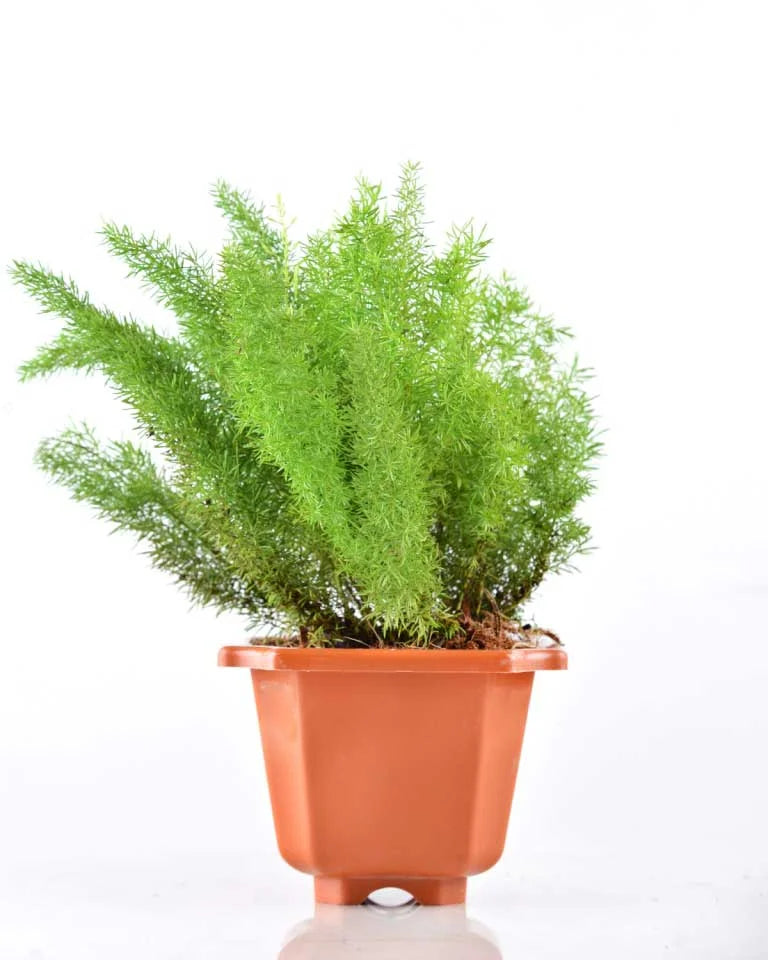 Asparagus Meyeri Plant Online - Unlimited Greens