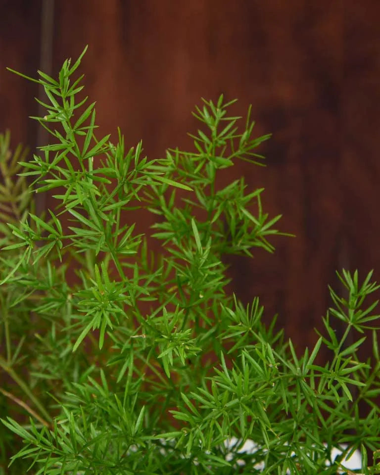 Asparagus plant price, Unlimited Greens