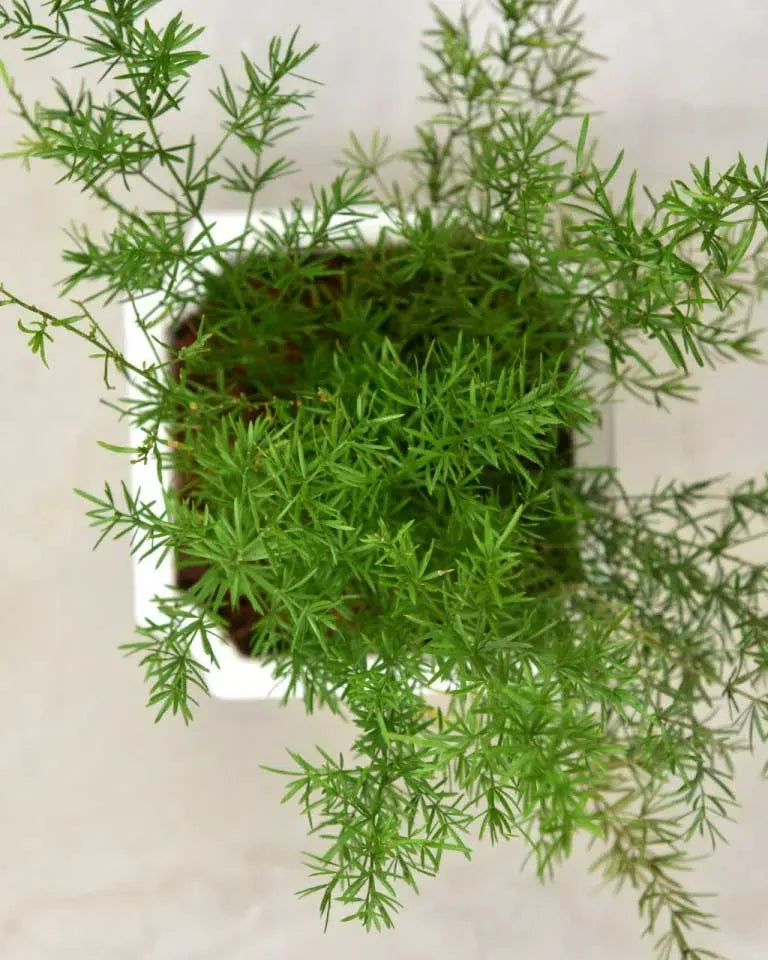 Asparagus sprengeri, Unlimited Greens