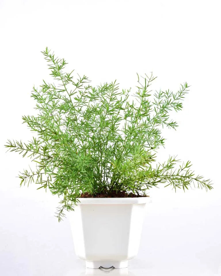 Asparagus plant India - Unlimited Greens