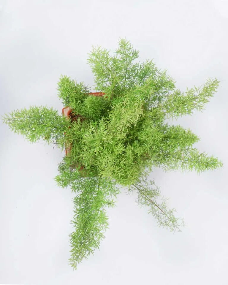 Asparagus Meyeri indoor - Unlimited Greens