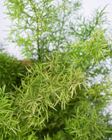 Asparagus Meyeri plant India, Unlimited Greens