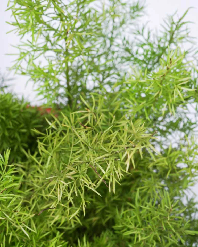 Asparagus Meyeri plant India, Unlimited Greens