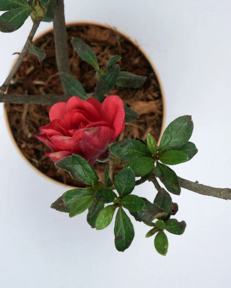 Azalea Red Plant