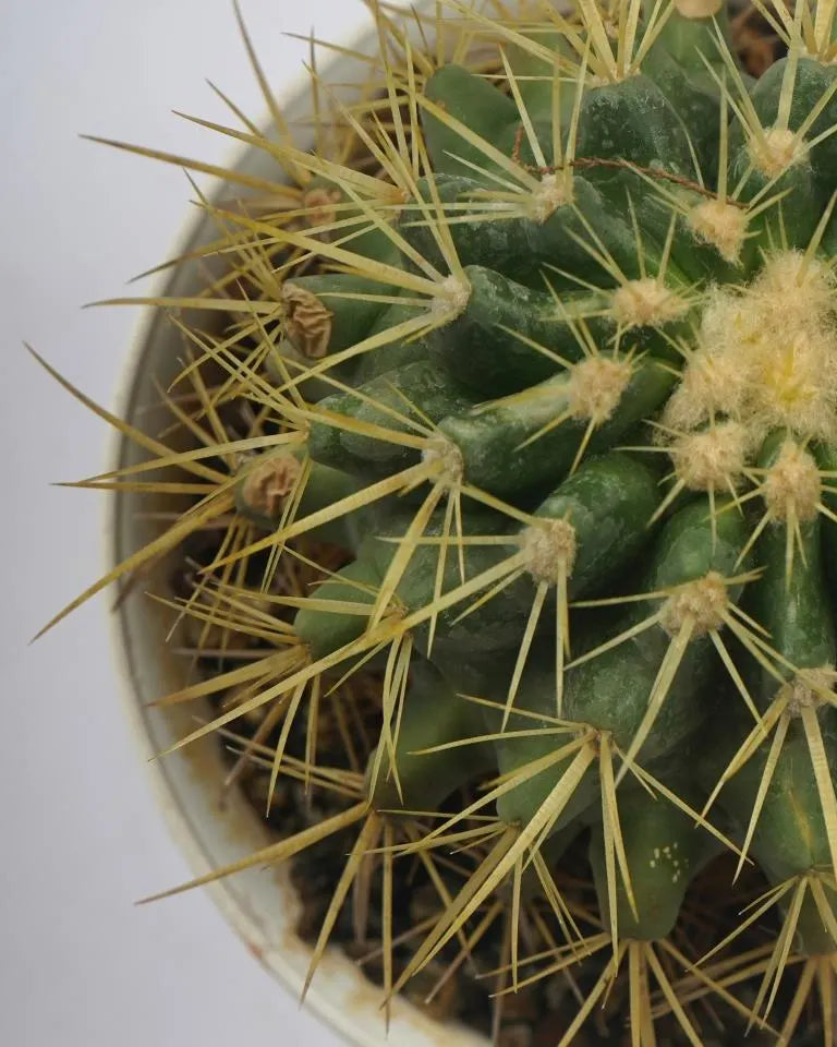 barrel cactus