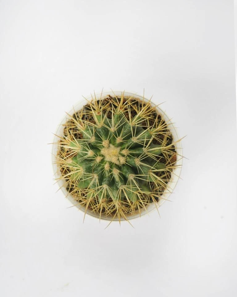 Barrel Cactus Plant Online
