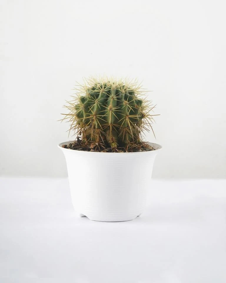 Barrel Cactus Plant Online at Best Price