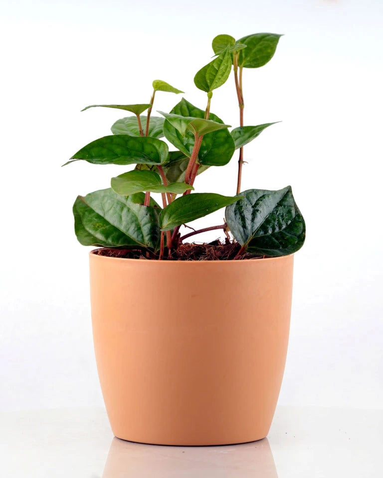 Betel Leaf Plant Online - Unlimited Greens