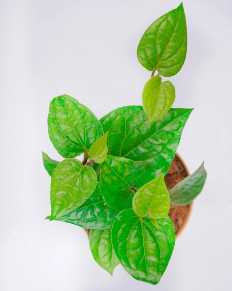 paan plant price, Unlimited Greens