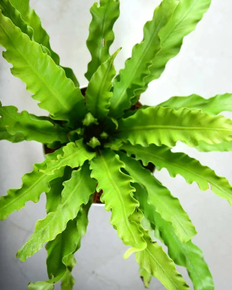 Bird nest fern plant India, Unlimited Greens