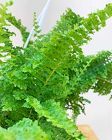 Boston Fern Sale, Unlimited Greens