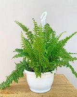Boston Fern, Unlimited Greens