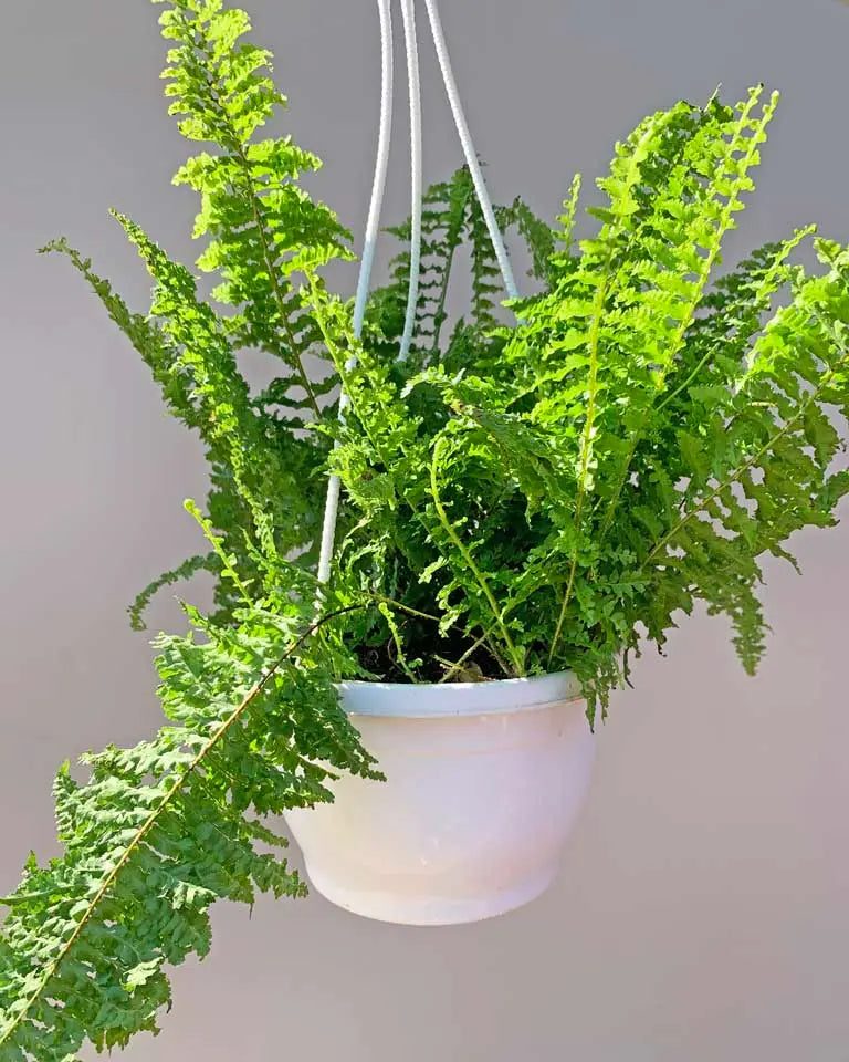 Boston Fern Buy Online, Unlimited Greens