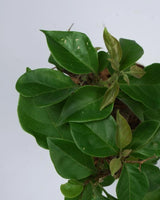 Bougainvillea plant for sale - Unlimited Greens