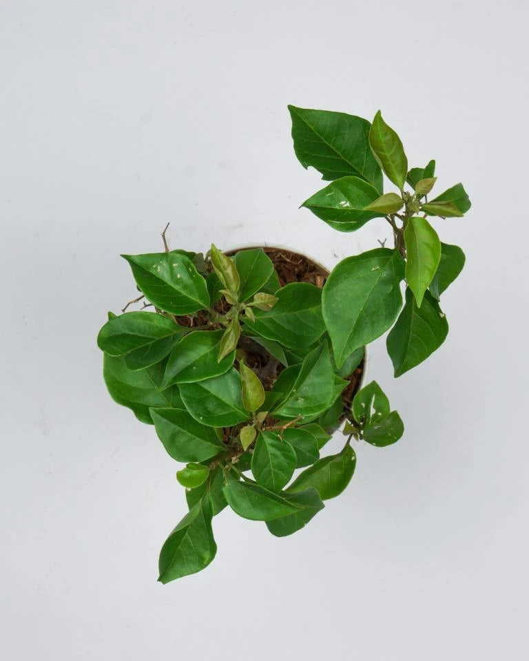 Bougainvillea ornamental Plant online, Unlimited Greens
