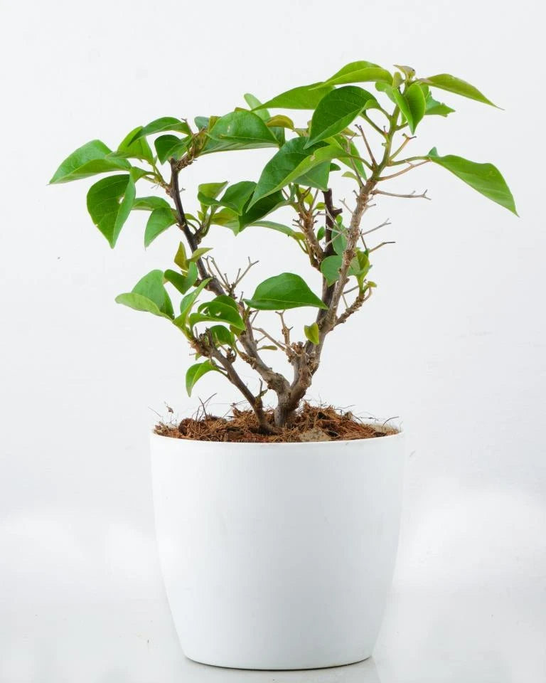 Buy Bougainvillea Pink Small online, Unlimited Greens