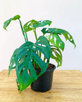Buy Broken Heart Plant, Indoor plants online India Unlimited Greens