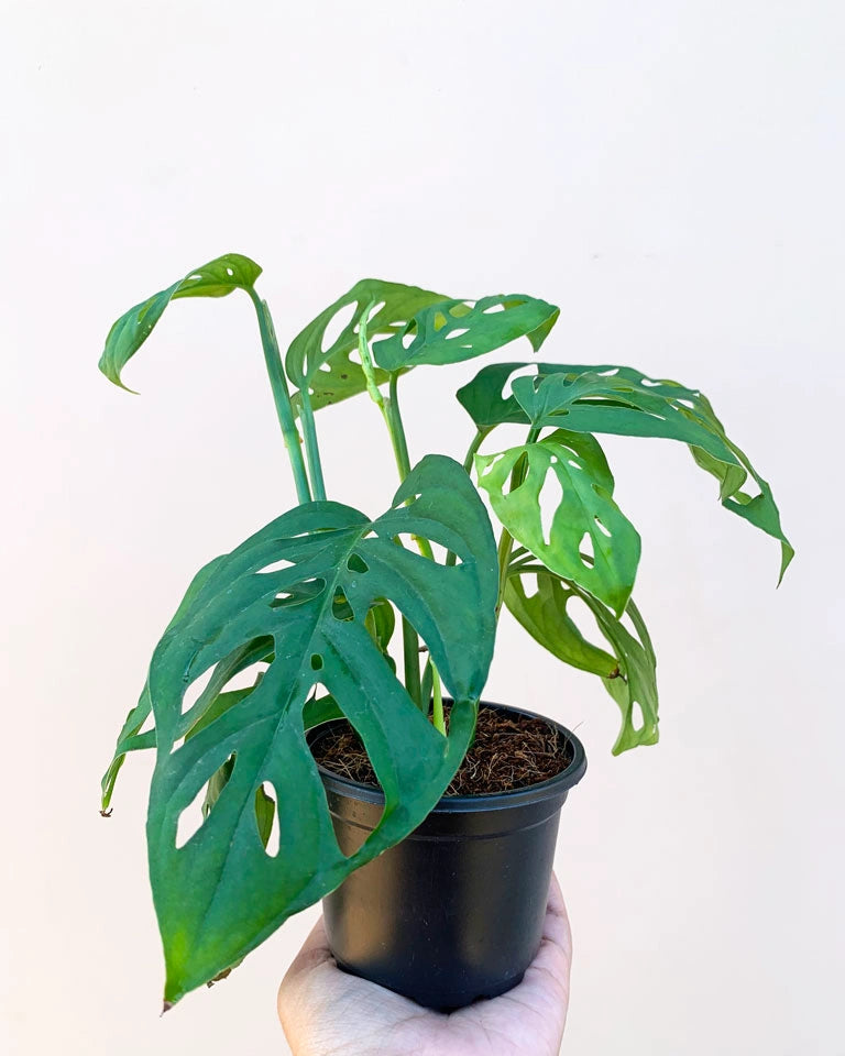 Buy Broken Heart Plant, Indoor plants Sale Unlimited Greens