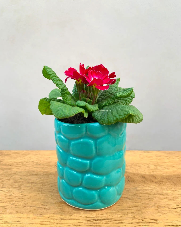 Bubble Ceramic Planter