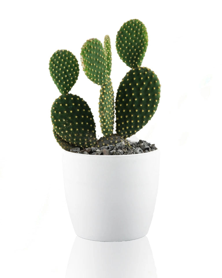 Cactus Flower Drop Earrings | Earrings Cactus Wholesale | Earring Bohemian  Acrylic - Dangle Earrings - Aliexpress