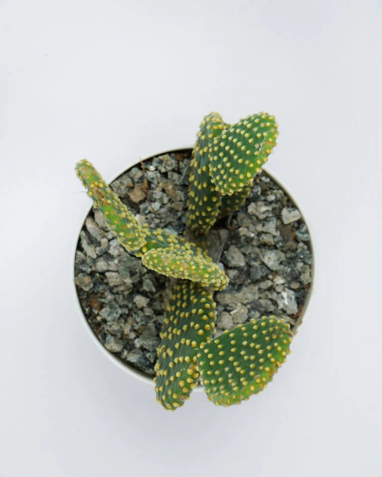 Buy Bunny Ears Cactus price, Unlimited Greens