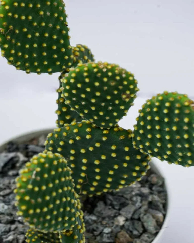 Bunny Ears Cactus for sale, Unlimited Greens