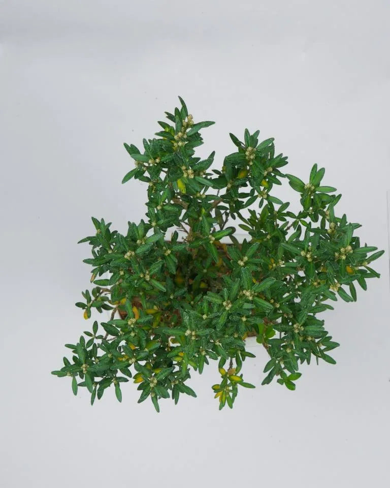 Buxus Bonsai