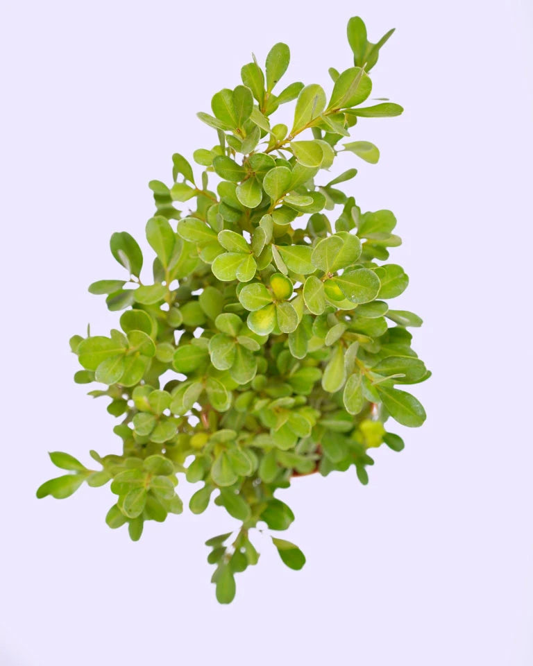 Buxus Microphylla - Broadleaf
