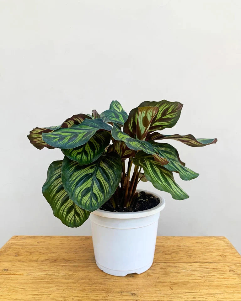 Calathea Peacock price, Unlimited Greens