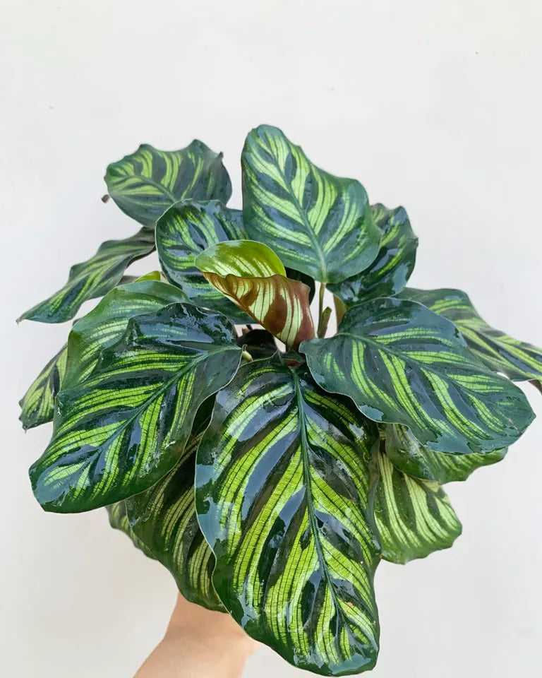 calathea peacock buy, Unlimited Greens
