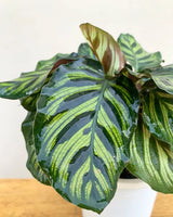 calathea peacock indoor, Unlimited Greens